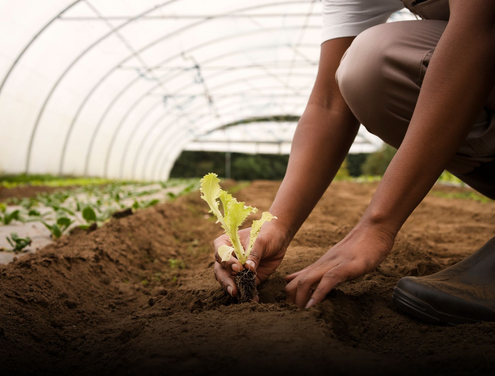 What Is The Best Crop to Farm in Nigeria